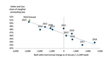 North American heifer and cow slaughter near decade high
